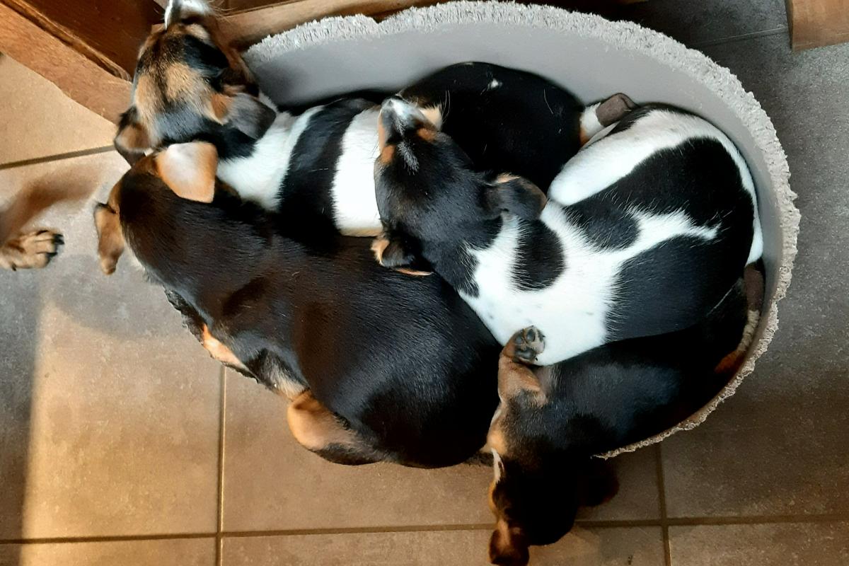 Puckie