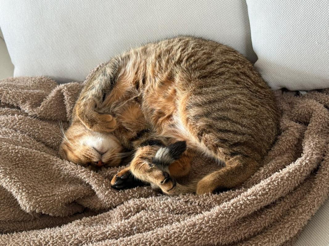 Biscuits