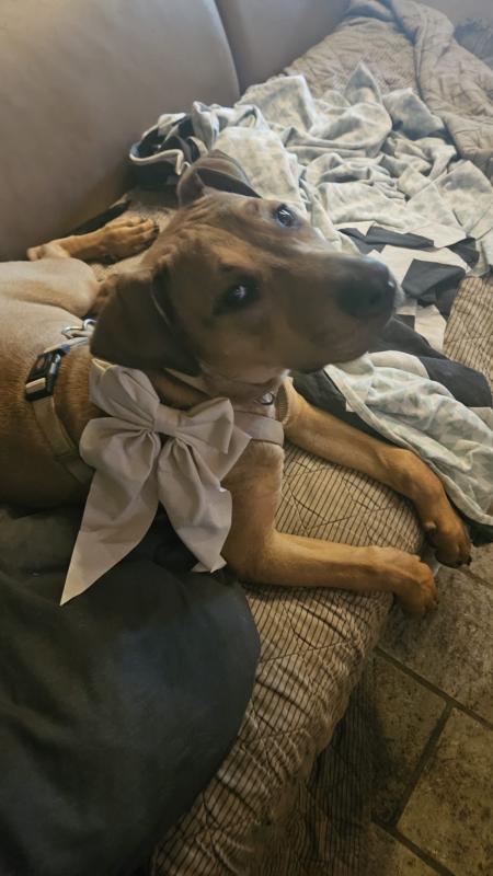 Bella