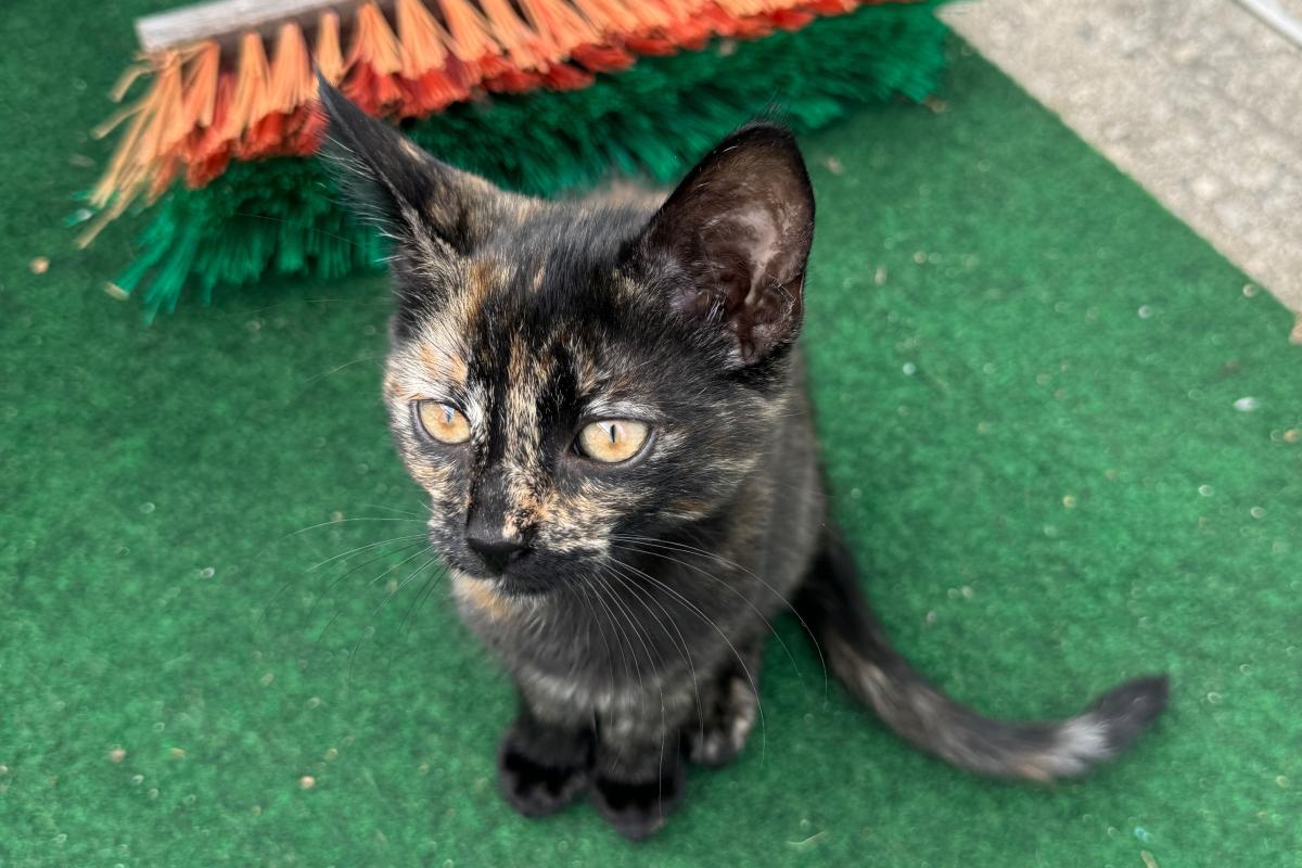 Kitten 2
