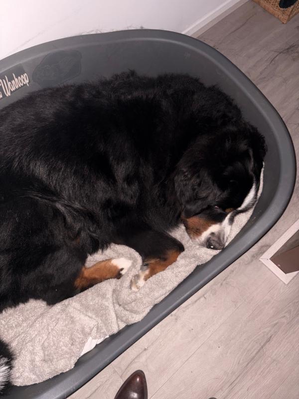 Toby
