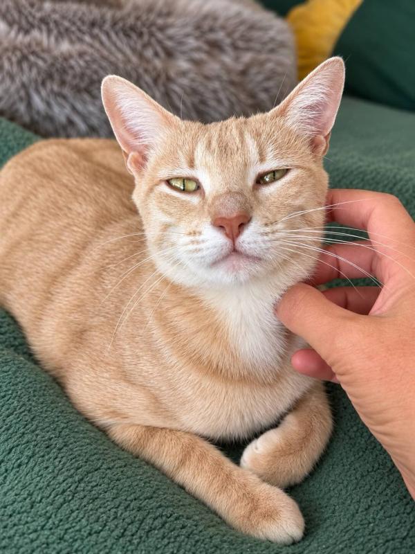 Nala