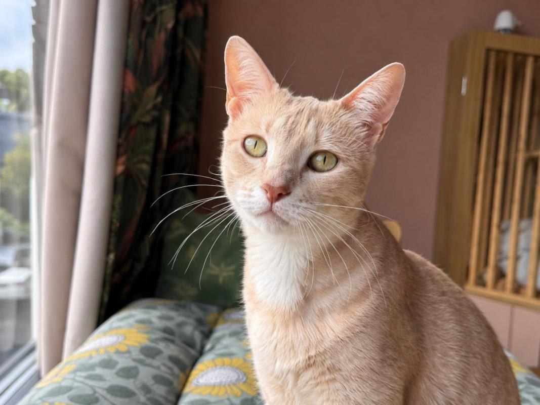 Nala