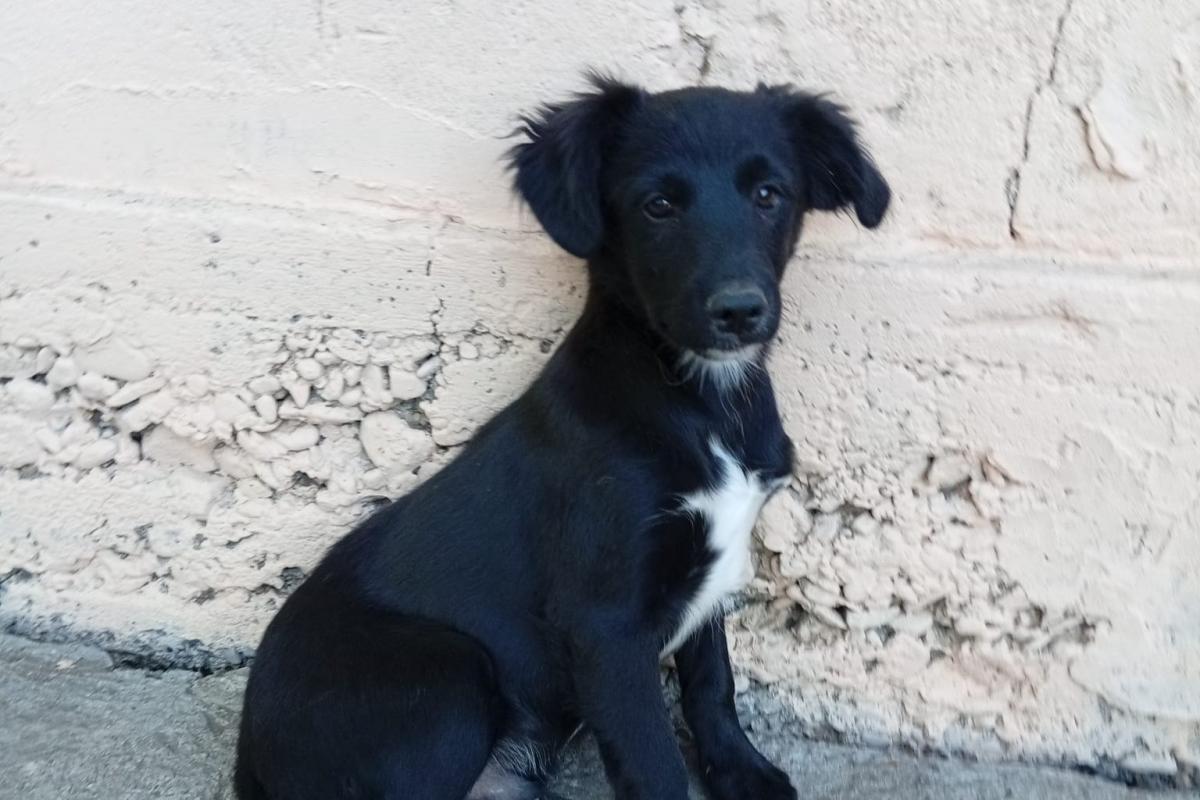 Mylo