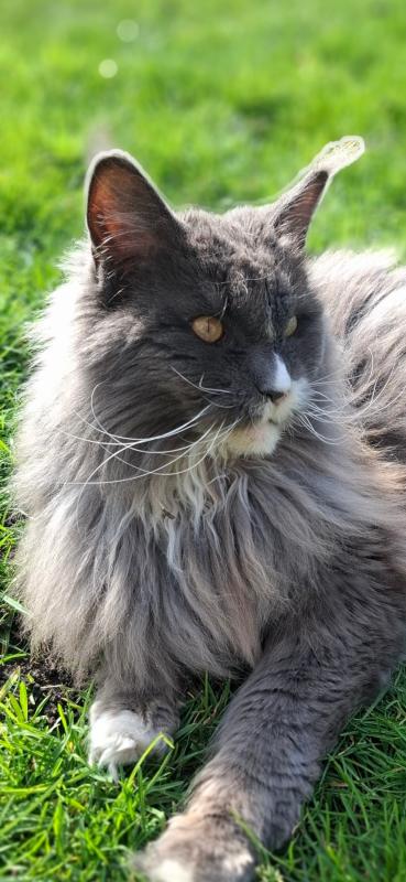 Pluis