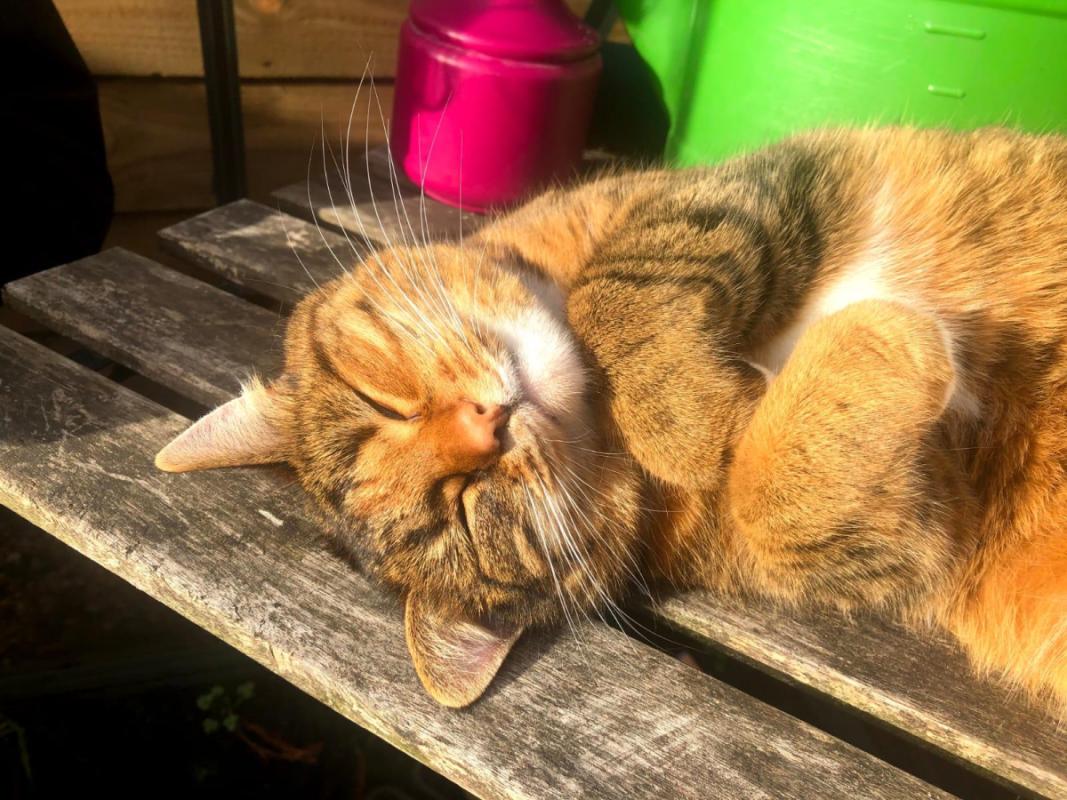 Indi