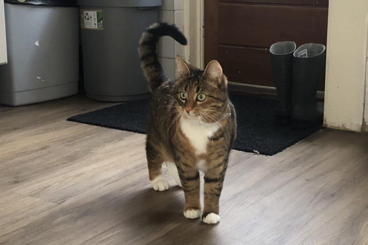 Indi
