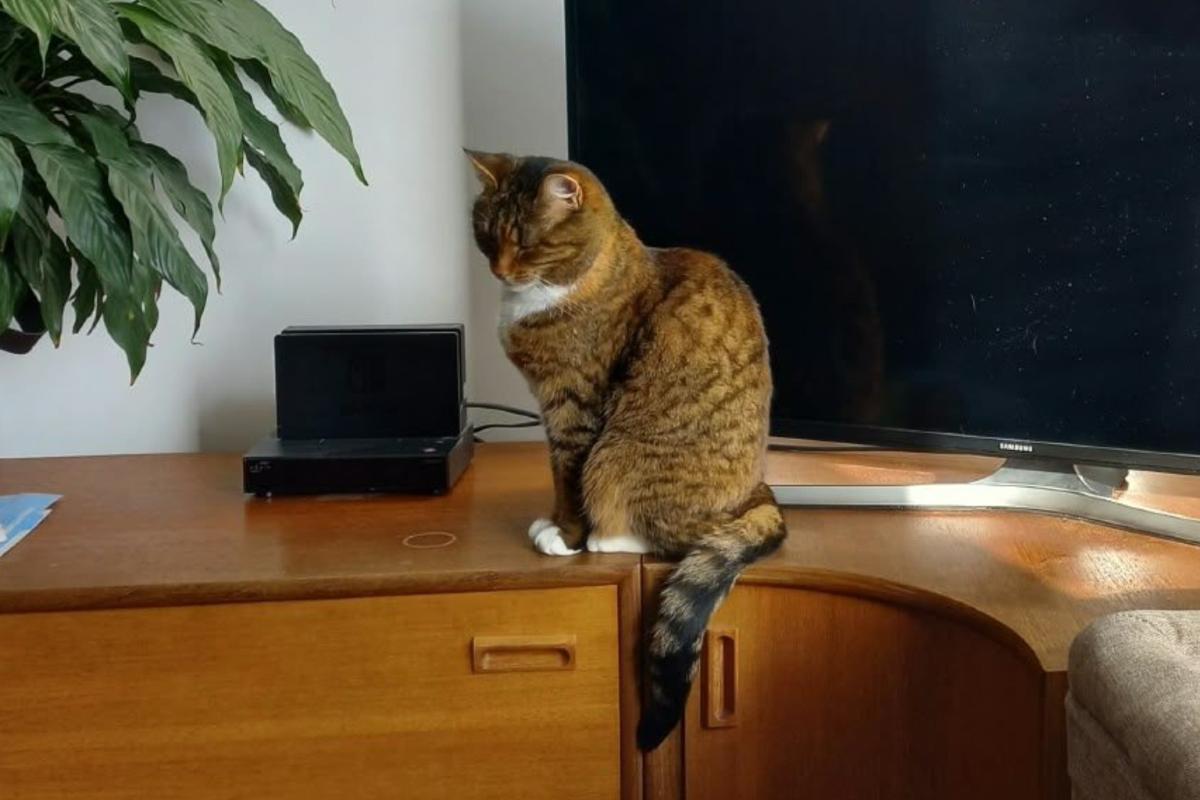 Indi