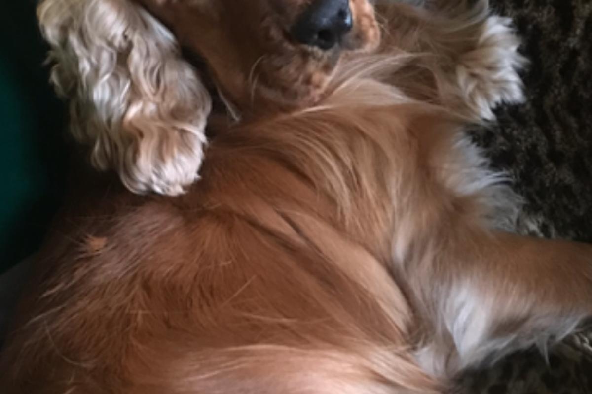 Woody