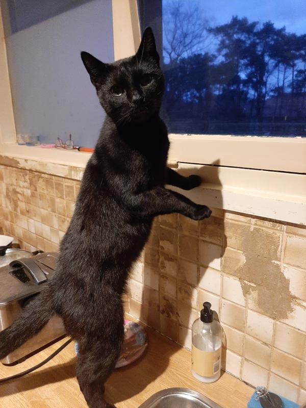 Prince