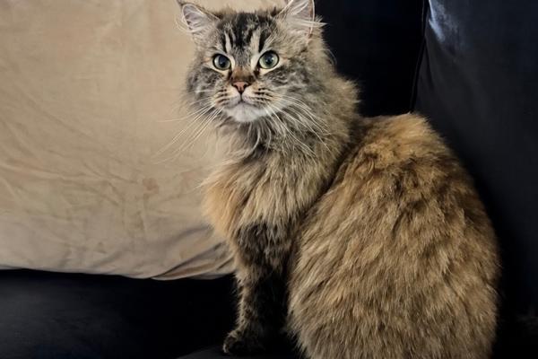 Bella