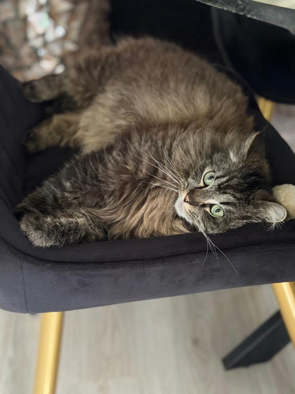 Bella