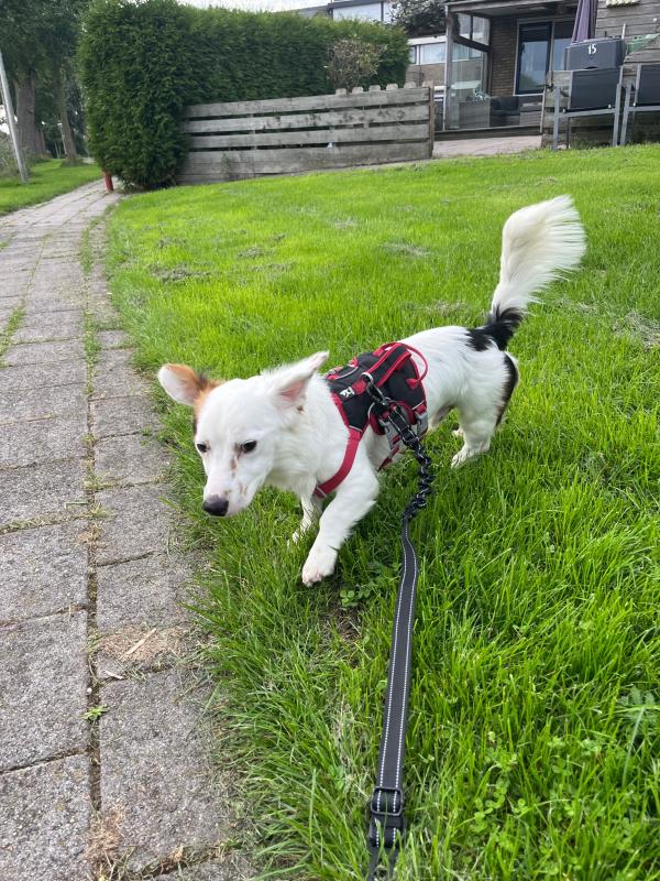 Toby