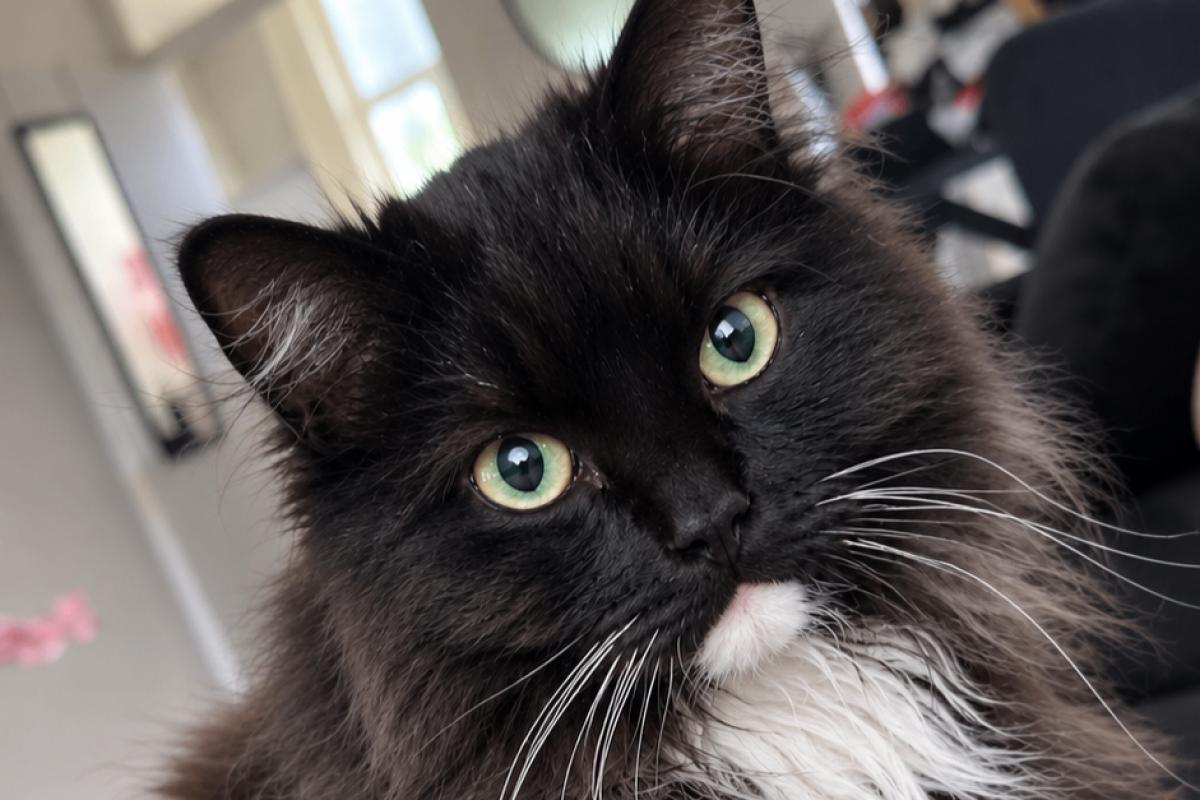 Ollie