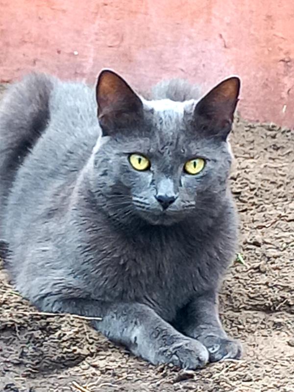 Poes
