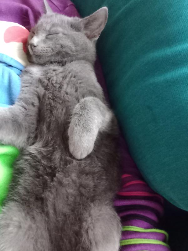 Poes