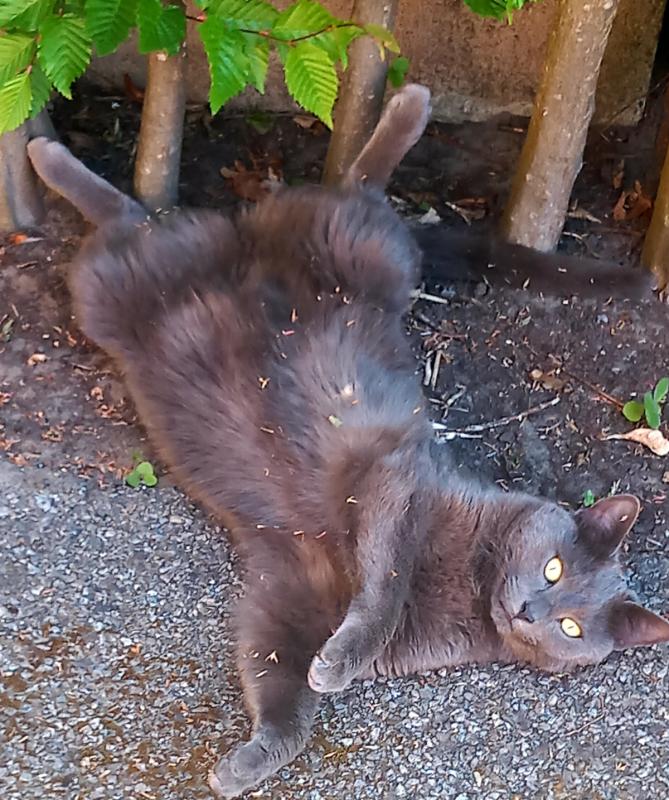 Poes