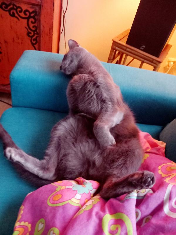 Poes