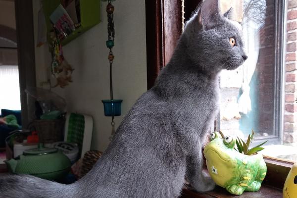 Poes