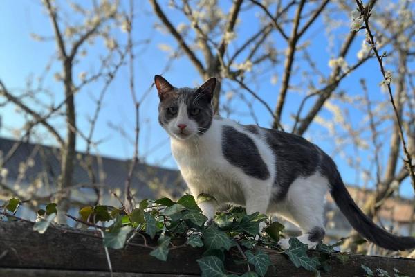 Bono