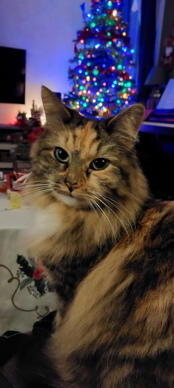 Sammy