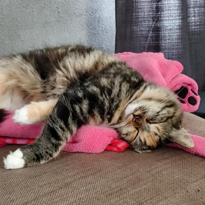 Sammy