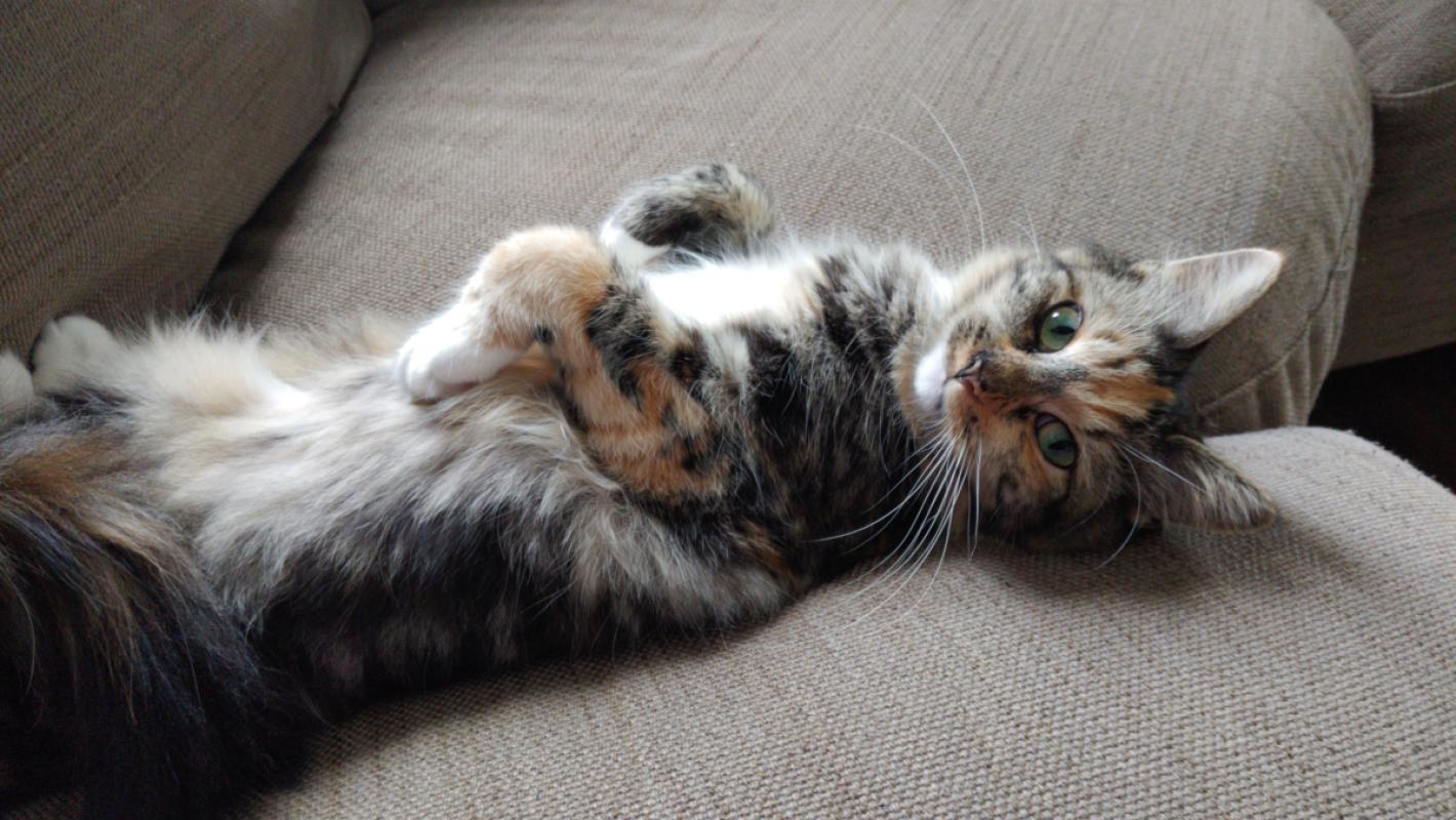 Sammy