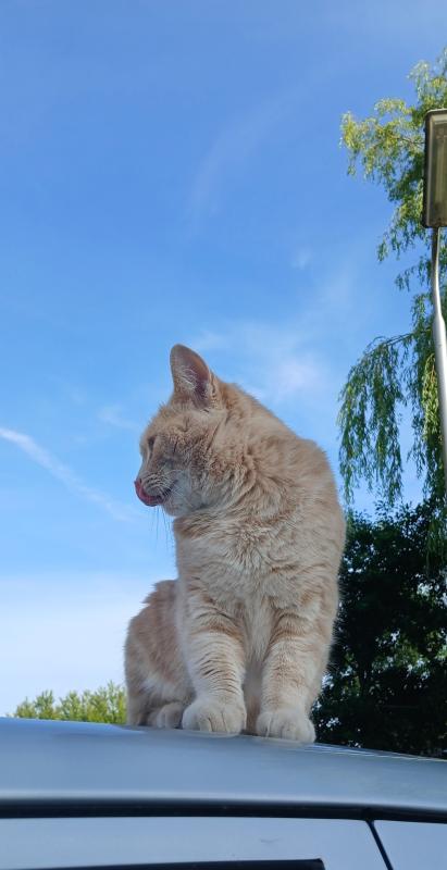 Albi