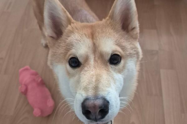 Yuuki