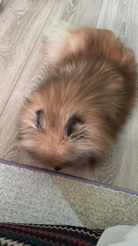 Muis