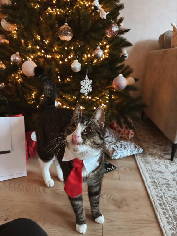 Finn