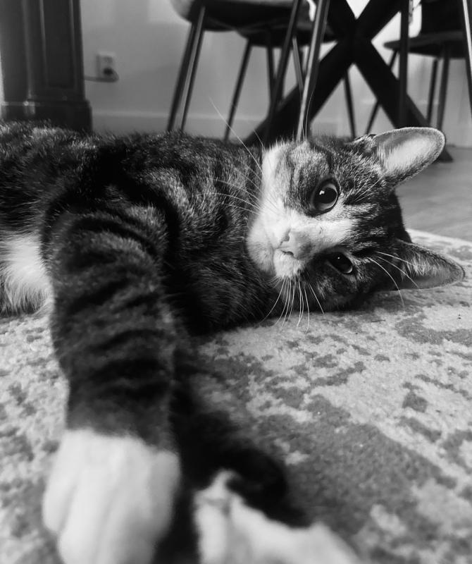 Finn