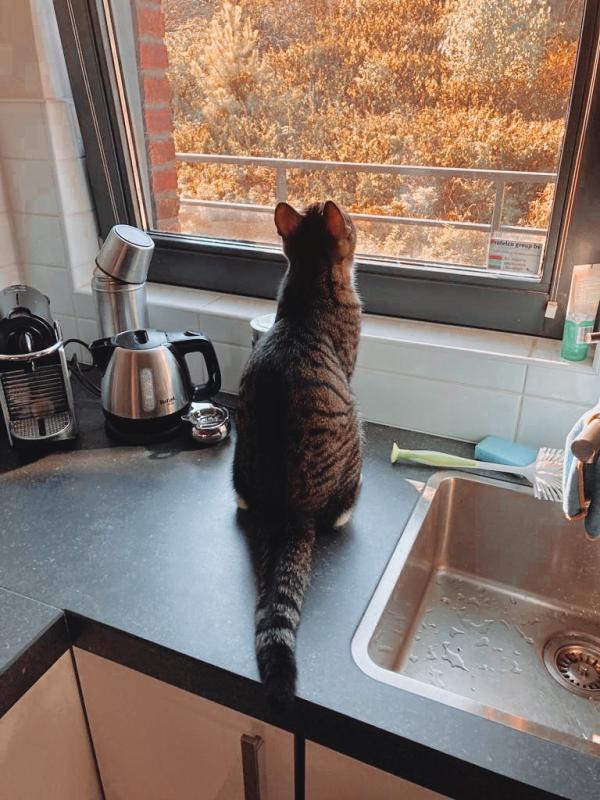Finn