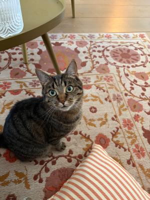 Pip