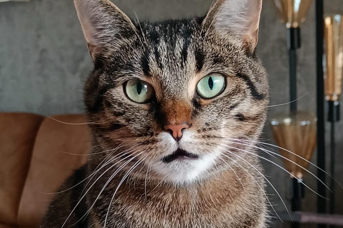 Pip