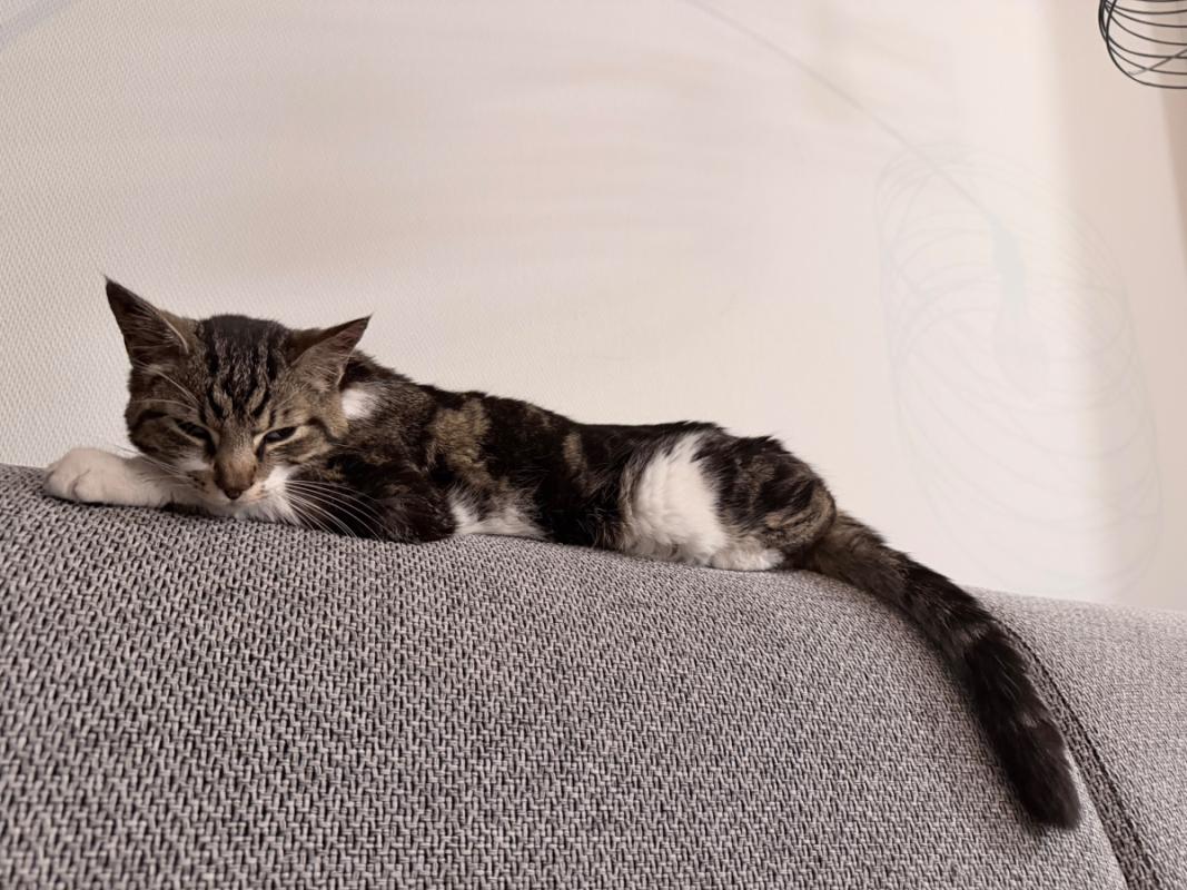 Zuko