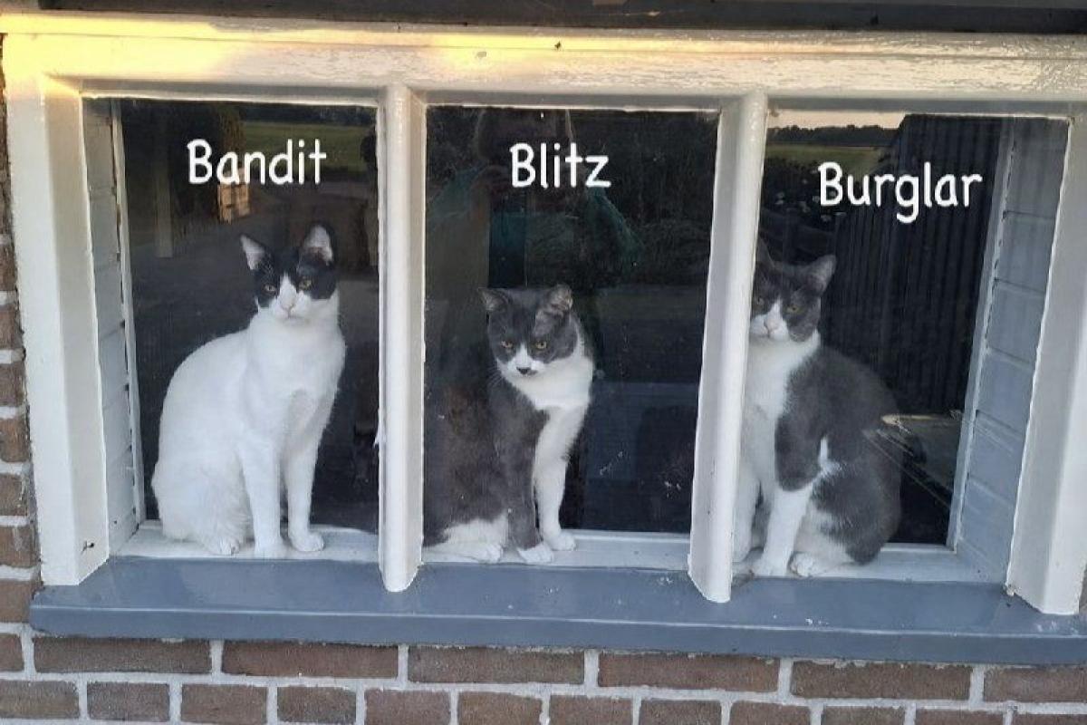 Bandit