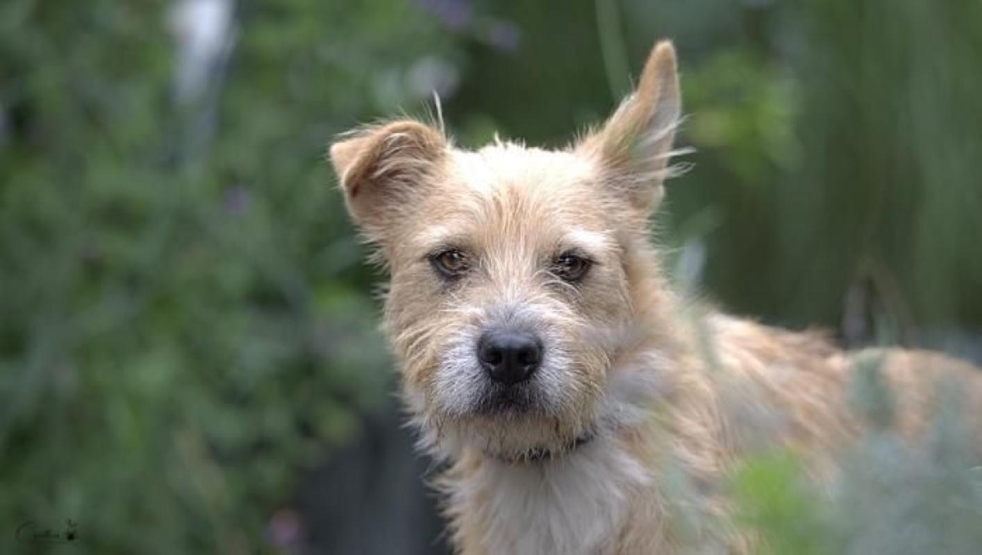 Humphrey