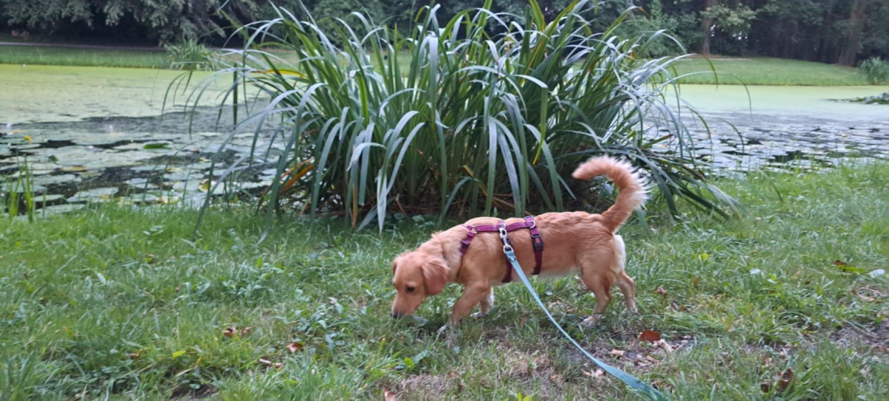 Suki