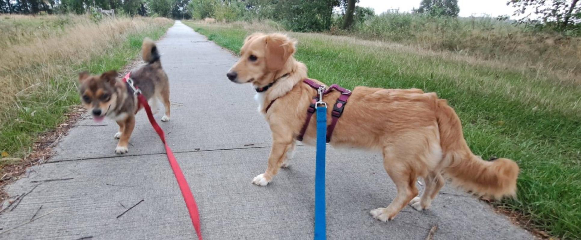 Suki