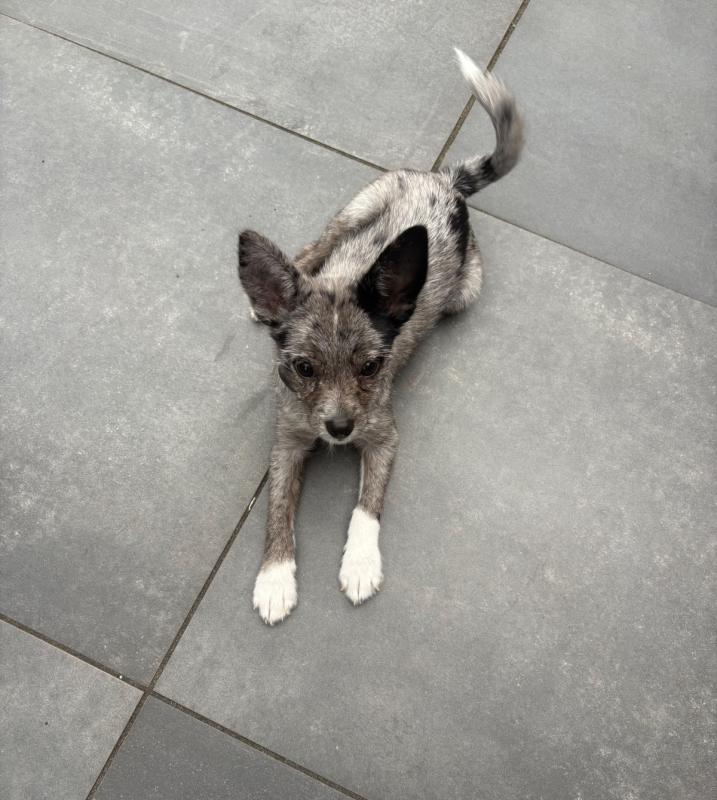 Cooper