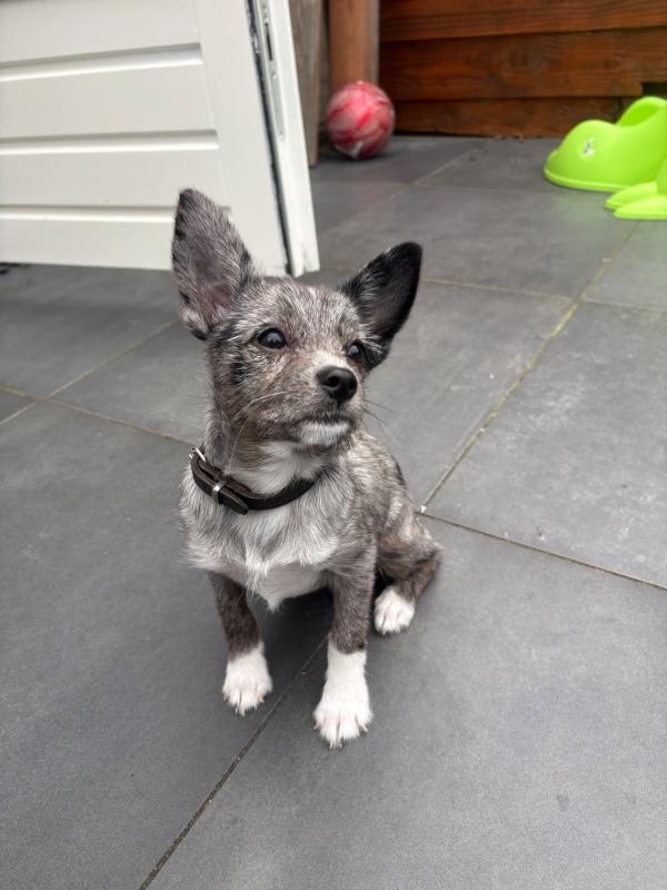 Cooper