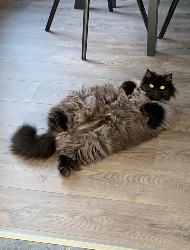 Coco