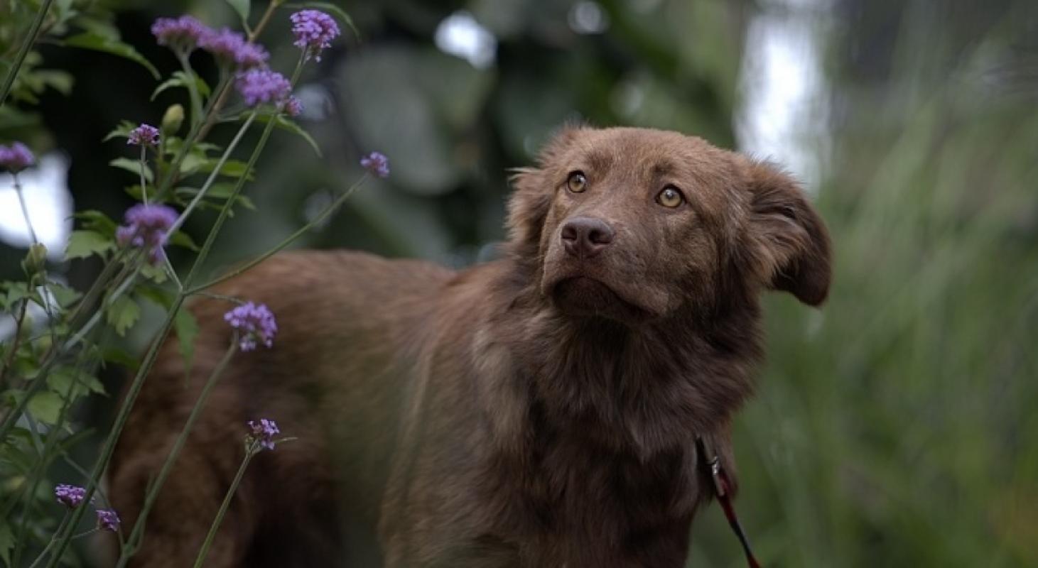 Sadie