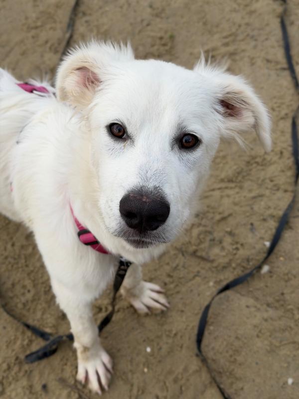 Nala