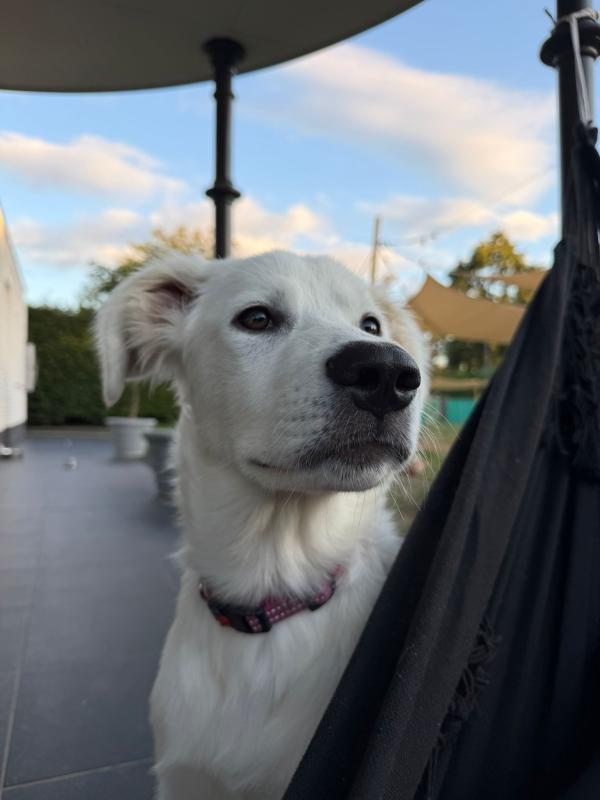 Nala