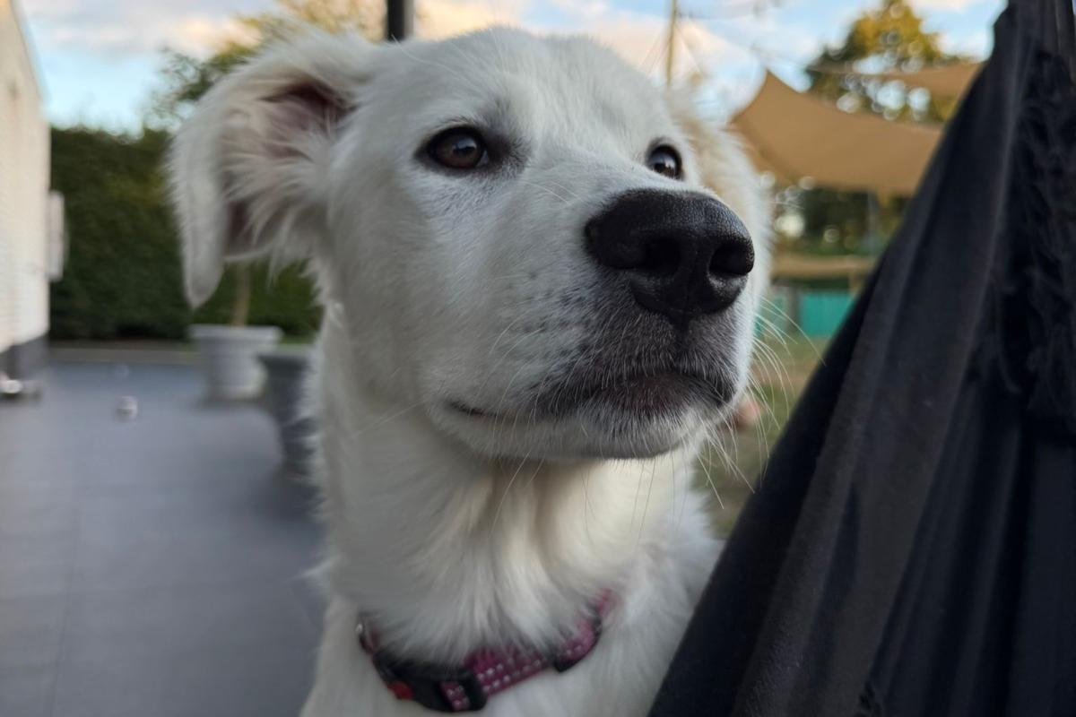 Nala