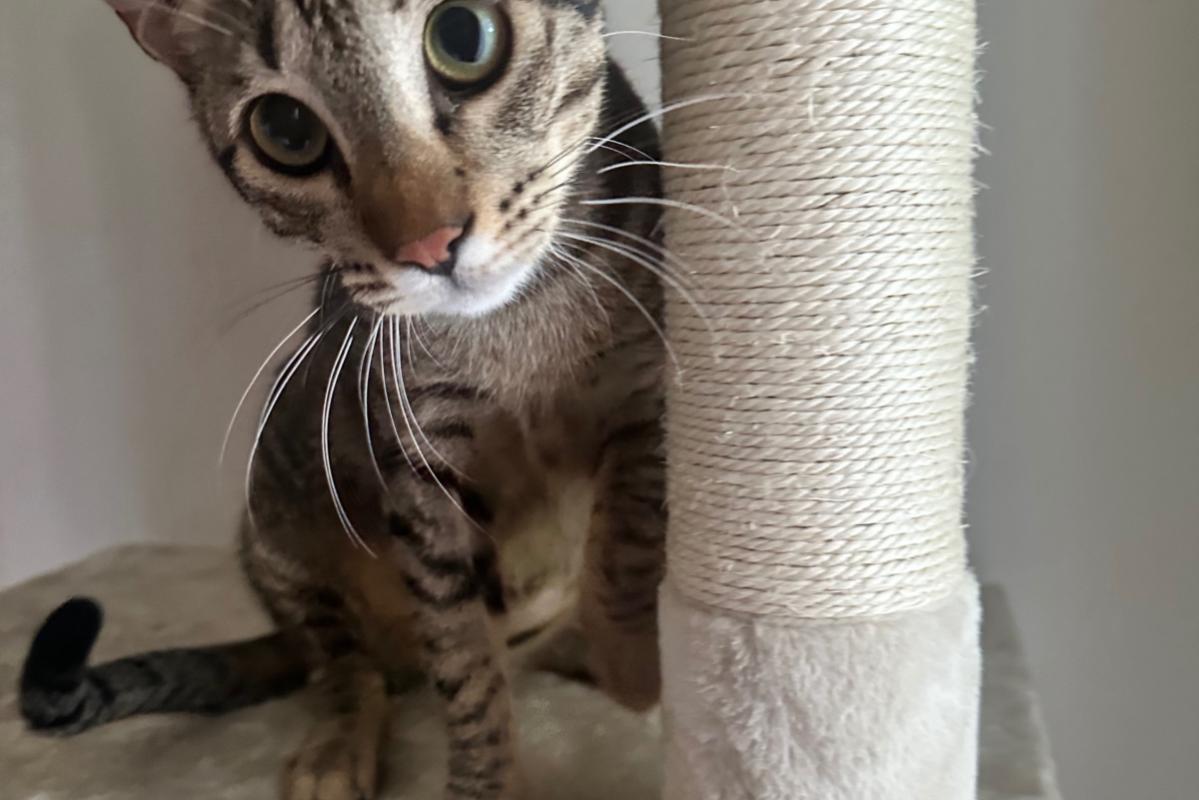Omar