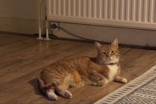 Garfield