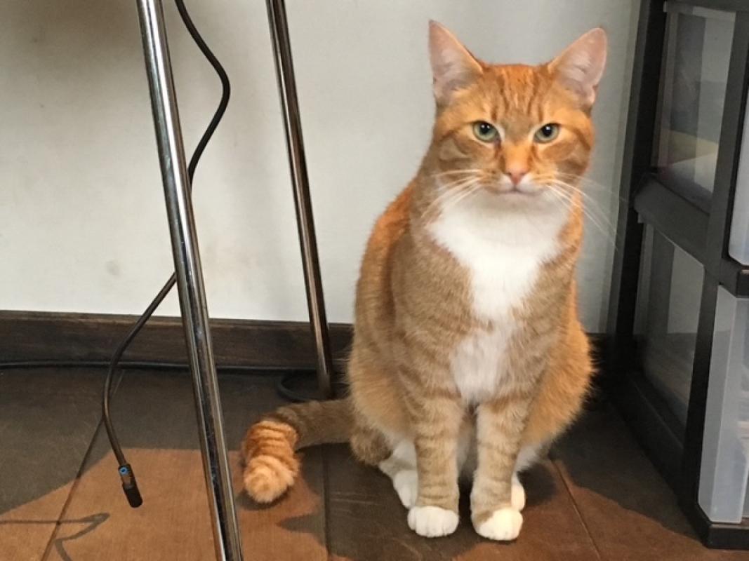 Garfield